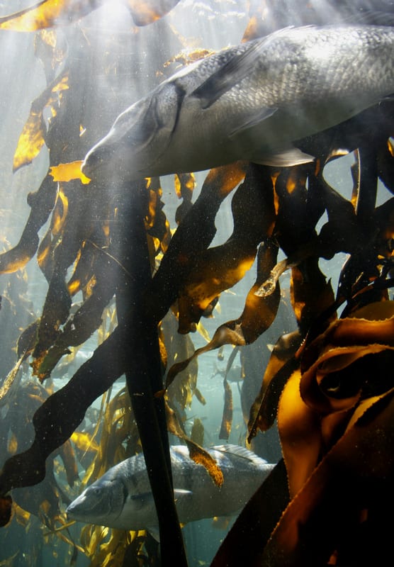 MFS - Kelp Forest.jpg